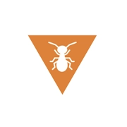 Termites
